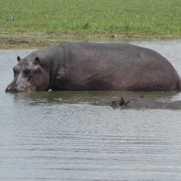 Hippos