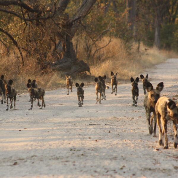 Wild Dogs
