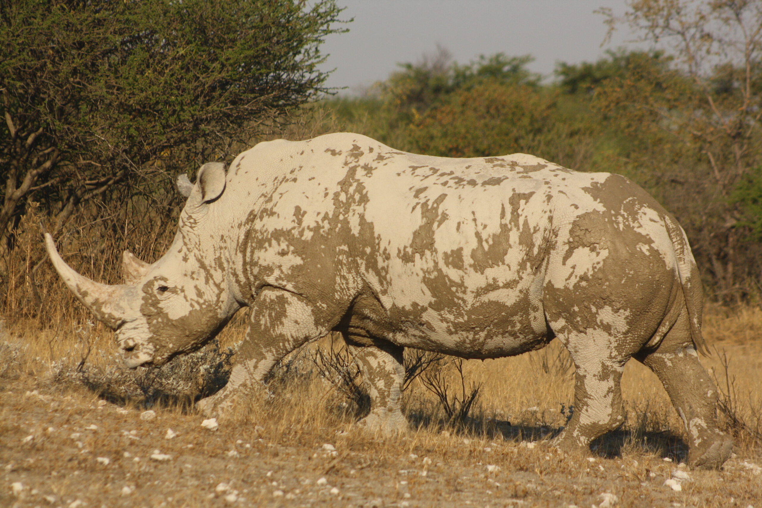 Khama Rhino Sanctuary